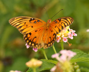 Butterfly1.jpg
