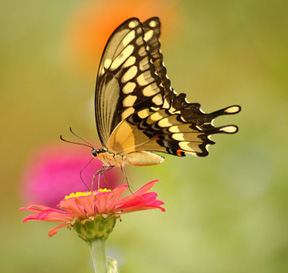 Butterfly2.jpg