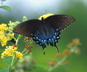 Butterfly3.jpg